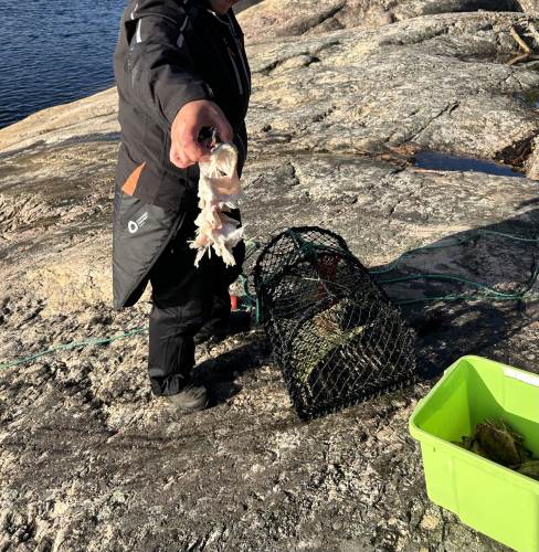 Restene av laksehodet vi brukte til agn. Det luktet ikke mye godt!